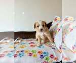 Small #4 Silkyhuahua