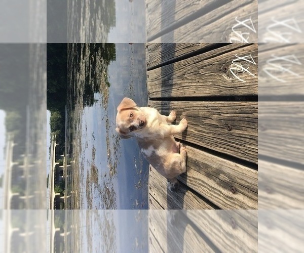 Medium Photo #3 French Bullhuahua Puppy For Sale in YPSILANTI, MI, USA
