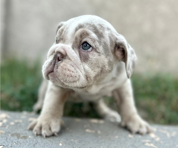 Medium Photo #8 English Bulldog Puppy For Sale in ALHAMBRA, CA, USA