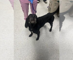 Labrador Retriever-Unknown Mix Dogs for adoption in Tallahassee, FL, USA