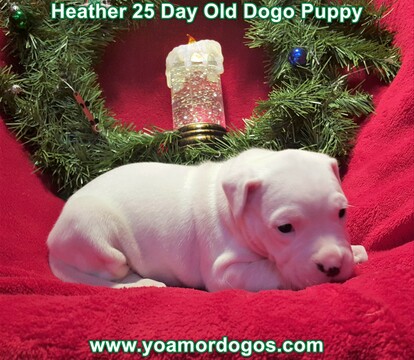 Medium Photo #77 Dogo Argentino Puppy For Sale in JANE, MO, USA