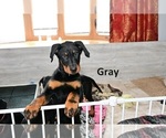 Puppy Puppy 4 Beauceron