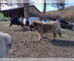 Mother of the Caucasian Shepherd Dog puppies born on 05/07/2022