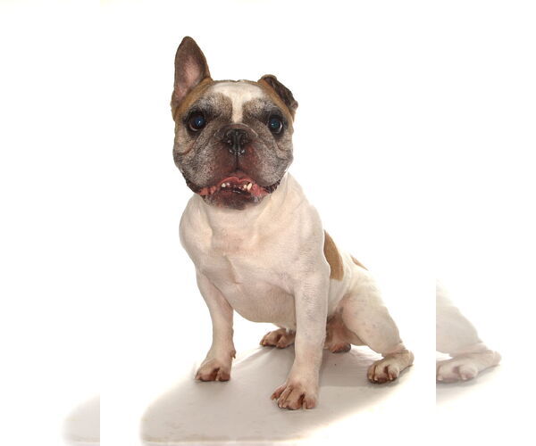Medium Photo #3 French Bulldog Puppy For Sale in Oakland Park, FL, USA