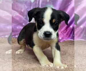 Labbe Dogs for adoption in Lakewood, CO, USA