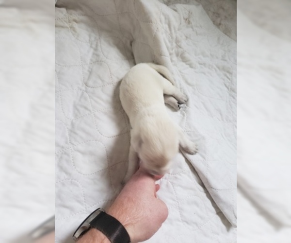 Medium Photo #10 Labrador Retriever Puppy For Sale in NEW LENOX, IL, USA