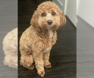 Cockapoo Puppy for sale in HYATTSVILLE, MD, USA