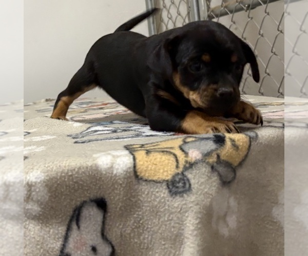 Medium Photo #20 Carlin Pinscher Puppy For Sale in COBB, WI, USA