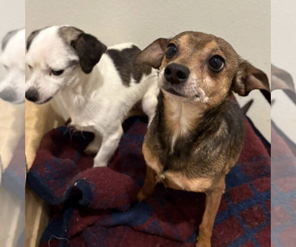 Medium Photo #2 Chihuahua-Unknown Mix Puppy For Sale in Dana Point, CA, USA