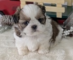 Small Photo #50 Shih Tzu Puppy For Sale in GOSHEN, IN, USA