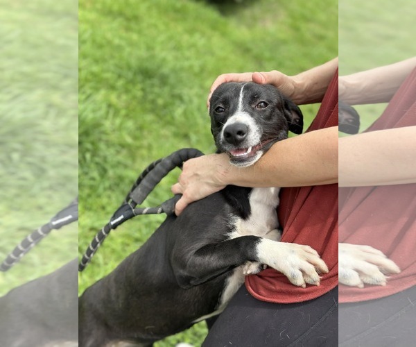 Medium Photo #3 Mutt Puppy For Sale in Oakhurst, NJ, USA