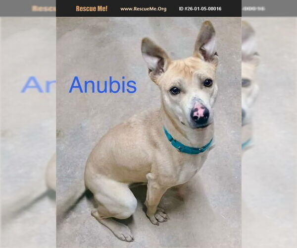 Medium Photo #2 American Pit Bull Terrier-Greyhound Mix Puppy For Sale in Benton, PA, USA