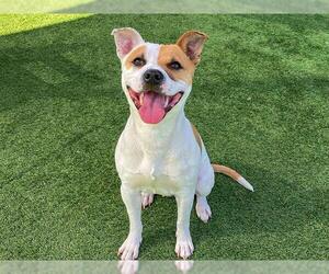 American Pit Bull Terrier Dogs for adoption in Orange, CA, USA