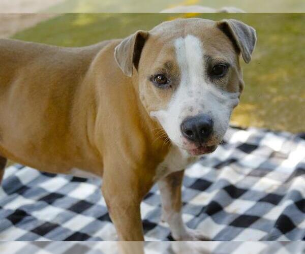 Medium Photo #2 American Pit Bull Terrier-Unknown Mix Puppy For Sale in Tallahassee, FL, USA