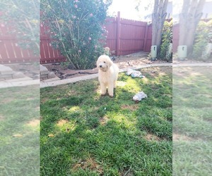 Goldendoodle (Miniature) Puppy for Sale in GREELEY, Colorado USA