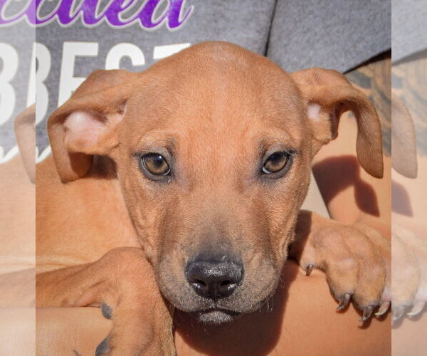 Medium Photo #2 American Staffordshire Terrier-Labrador Retriever Mix Puppy For Sale in Huntley, IL, USA