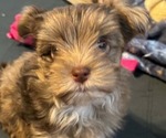 Small #1 Yorkshire Terrier