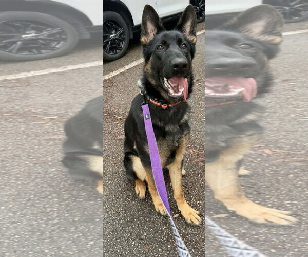 Medium Photo #1 German Shepherd Dog Puppy For Sale in Plantation, FL, USA