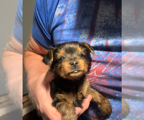 Medium Photo #11 Yorkshire Terrier Puppy For Sale in PETERSBURG, IN, USA
