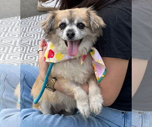 Cheeks Dogs for adoption in Newport Beach, CA, USA