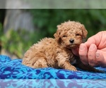 Image preview for Ad Listing. Nickname: Amber