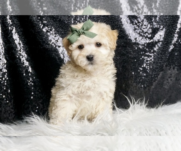 Medium Photo #2 Maltipoo (Miniature) Puppy For Sale in WARSAW, IN, USA