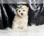 Small Photo #2 Maltipoo (Miniature) Puppy For Sale in WARSAW, IN, USA