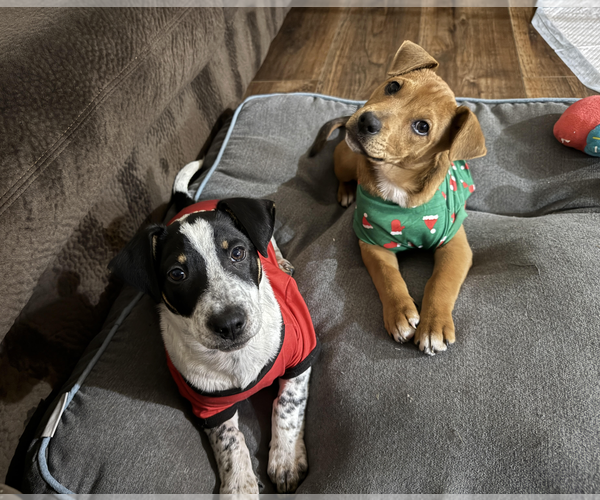 Medium Photo #4 Jack Russell Terrier-Unknown Mix Puppy For Sale in Rockville, MD, USA