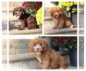 Cavapoo Puppy for Sale in THORP, Wisconsin USA