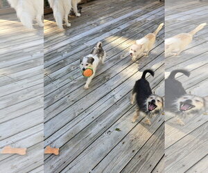 Bacardi - Male Chihuahua-Unknown Mix Dog for Adoption - Photo #4