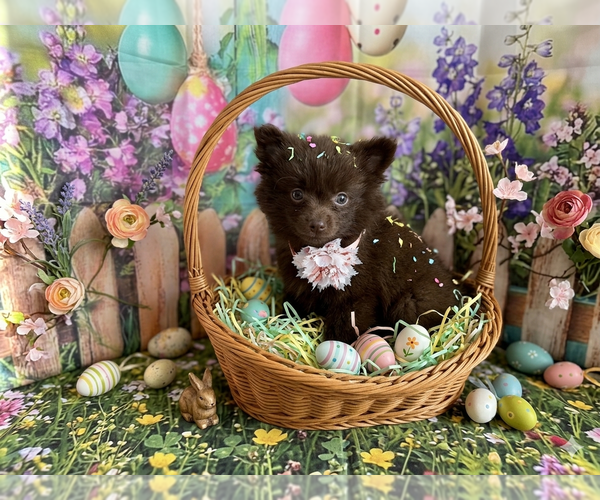 Medium Photo #1 Pomeranian Puppy For Sale in CENTER HILL, FL, USA