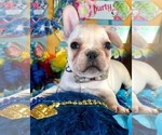 Small Photo #3 French Bulldog Puppy For Sale in HEATHROW, FL, USA