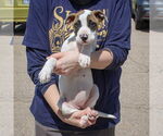 Small #3 American Staffordshire Terrier-Boxer Mix