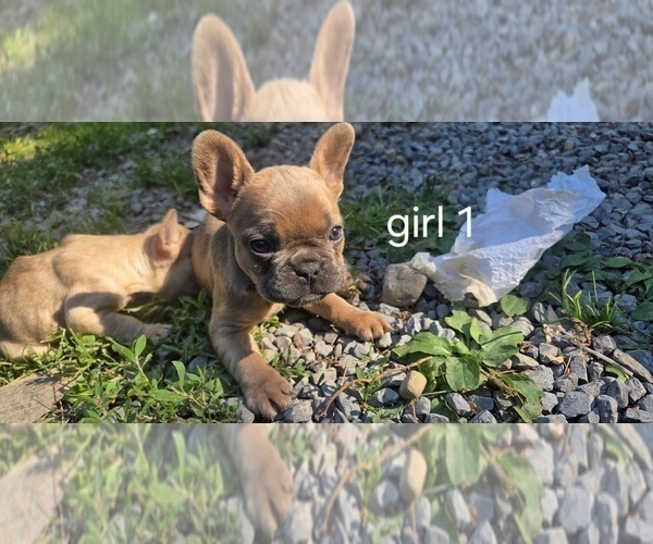 Medium Photo #4 French Bulldog Puppy For Sale in MAPLETON, ME, USA