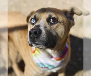 Mastiff-Unknown Mix Dogs for adoption in San Antonio, TX, USA