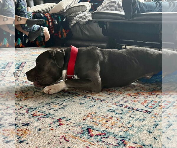 Medium Photo #27 American Pit Bull Terrier-Unknown Mix Puppy For Sale in Fargo, ND, USA