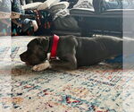 Small #26 American Pit Bull Terrier Mix
