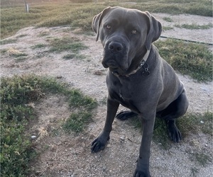Mother of the Cane Corso puppies born on 08/09/2025