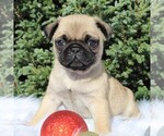 Small Photo #4 Pug Puppy For Sale in GREENCASTLE, PA, USA