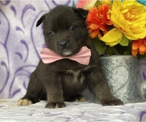 Labrador Retriever-Siberian Husky Mix Puppy for sale in LANCASTER, PA, USA