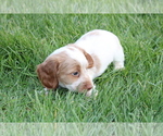 Small Photo #5 Dachshund Puppy For Sale in BLOOMINGTON, IN, USA