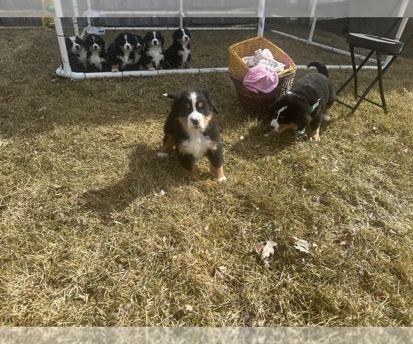 Medium Photo #9 Bernese Mountain Dog Puppy For Sale in ATHENS, WI, USA