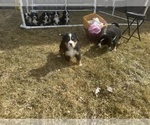 Small #8 Bernese Mountain Dog