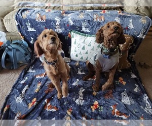 Mother of the Goldendoodle-Irish Doodle Mix puppies born on 10/15/2025