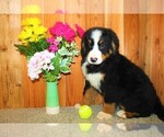 Small Photo #3 Bernese Mountain Dog Puppy For Sale in HORN CREEK, CO, USA