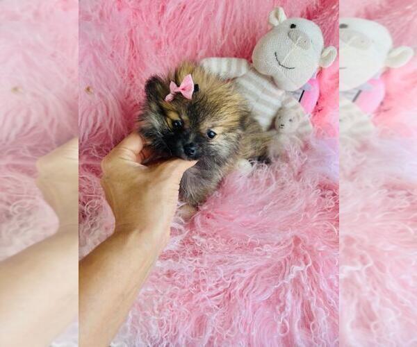 Medium Photo #18 Pomeranian Puppy For Sale in BOSTON, MA, USA