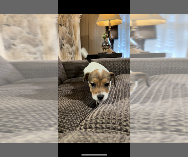 Medium Photo #4 Jack Russell Terrier Puppy For Sale in ALTOONA, FL, USA