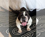 Small #2 Bulldog
