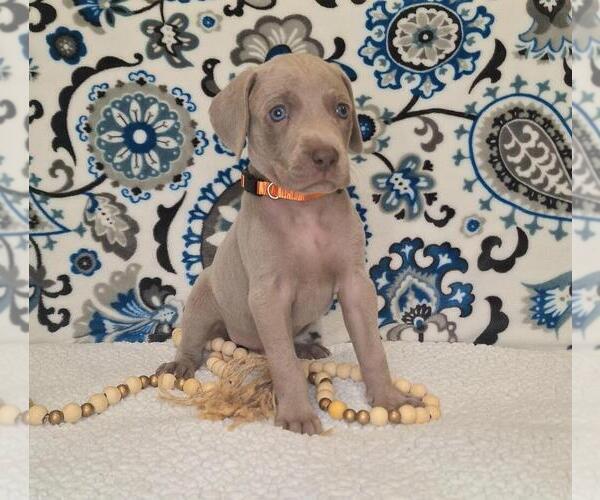 Medium Photo #1 Weimaraner Puppy For Sale in LEWISBURG, KY, USA