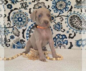 Medium Weimaraner